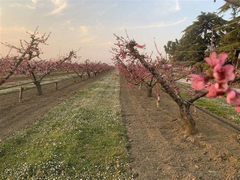 Peschi In Fiore Una Meraviglia Della Campagna Cesenate Cesena Home