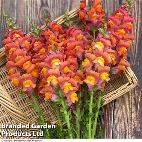 Löwenmaul samen kaufen Saatgut Dark Orange Potomac F1 Antirrhinum