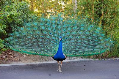 Peacock | National Bird Basic Facts & Information | Beauty Of Bird