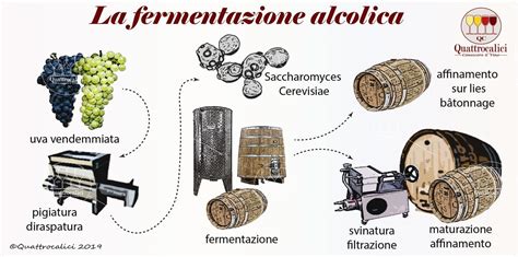 Fermentazione Alcolica Quattrocalici Fermentazione Alcolica