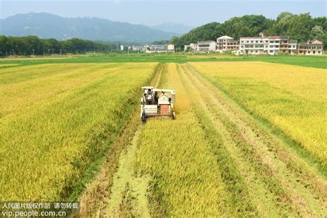 湖南双峰：再生稻“一种两收” 助力农民增产增收 图片频道 人民网