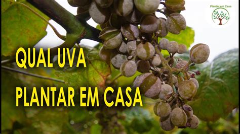 Qual Uva Plantar Em Casa Entenda Antes De Comprar Sua Muda YouTube