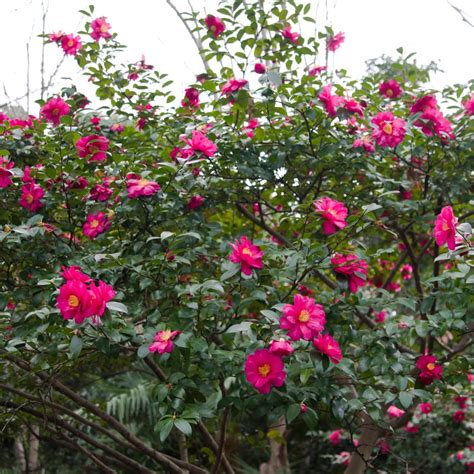 Herbst Kamelie Camellia Sasanqua