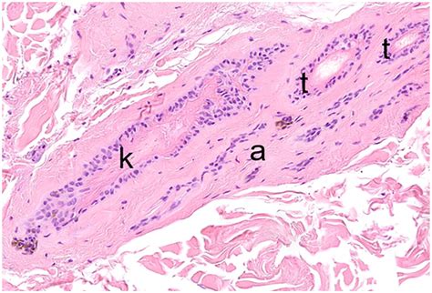 Basic Principles Of Hair Follicle Structure Morphogenesis And Regeneration Monika M Welle 2023