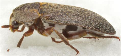 Dermestes Maculatus Bugguidenet