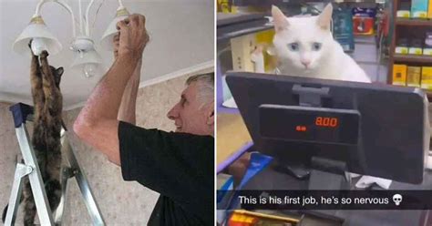 The Twitter Account 'Cats With Jobs' Posts Hilarious Memes of Cats Hard ...