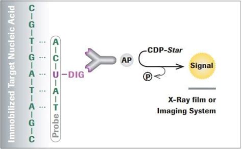 Digoxigenin DIG Labeling Methods