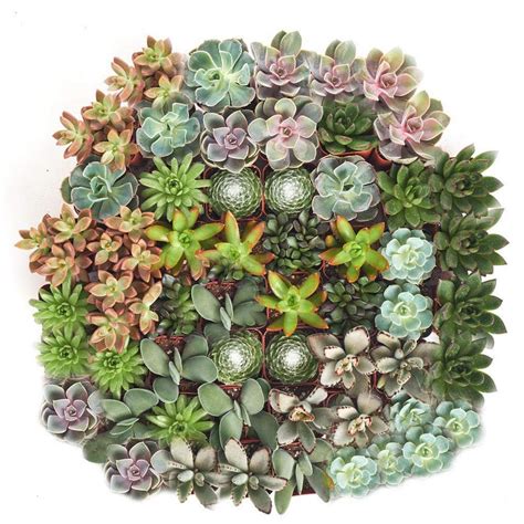 Shop Succulents Assorted Succulent Collection 64 Pack 64 Suc Assorted 2 The Home Depot