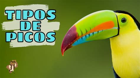 Los Tipos De Picos En Las Aves Youtube