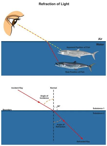 Refraction of Light infographic diagram with an example of human eye looking into fish in water ...