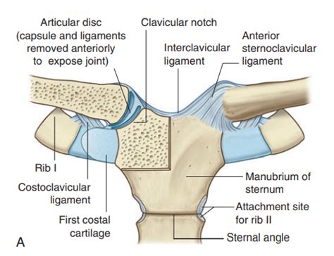 Sternoclavicular Joint And Acromioclavicular Joint