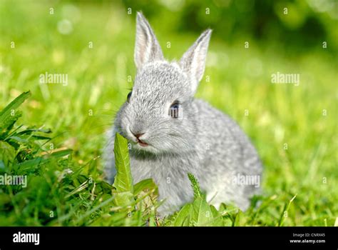 Dwarf Rabbit Oryctolagus Cuniculus F Domestica Pup Nearly Weeks