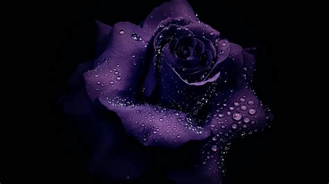 Purple Rose In Black Background HD Purple Wallpapers | HD Wallpapers ...