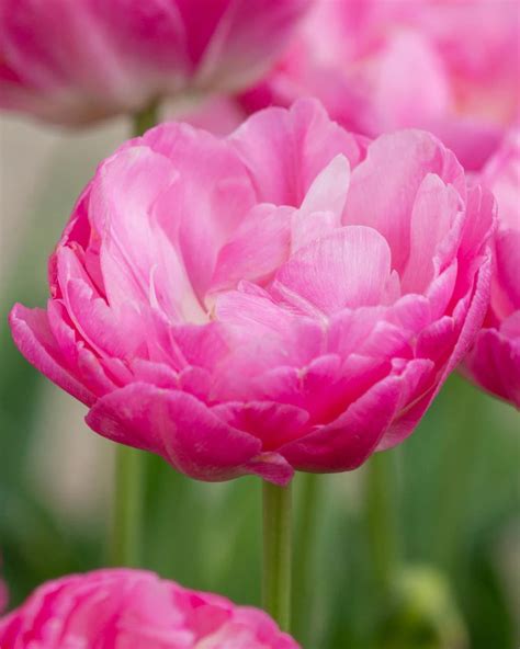 Peony Tulip Bulbs — Buy online at Farmer Gracy UK