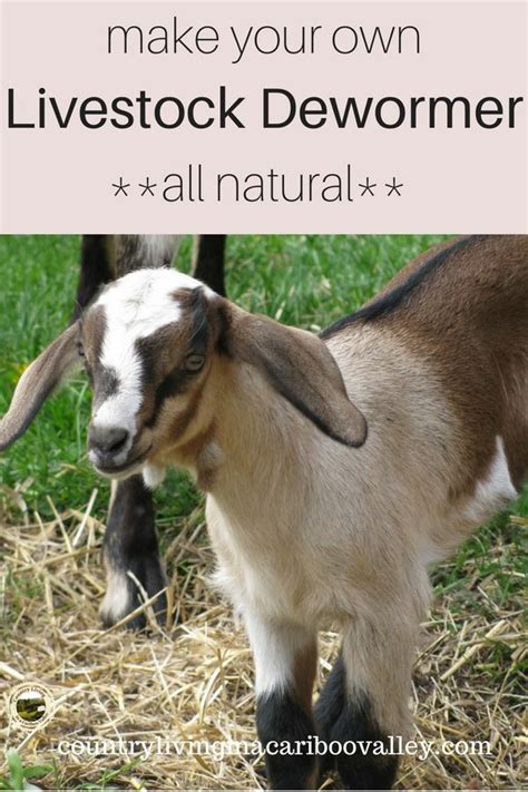 How To Make Your Own Natural Herbal Dewormer For Livestock Goat Care