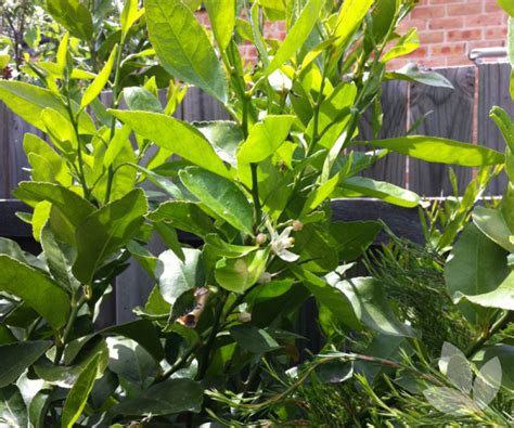 Citrus Aurantifolia Tahitian Lime Speciality Trees