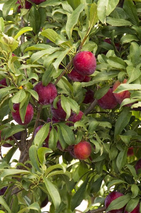 Santa Rosa Plum Prunus Salicina Santa Rosa Monrovia Plant