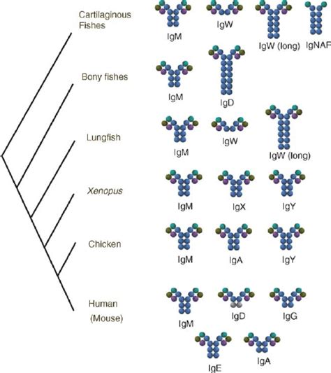 Illustration Of Ig Heavy Chain Isotypes And Their Distribution