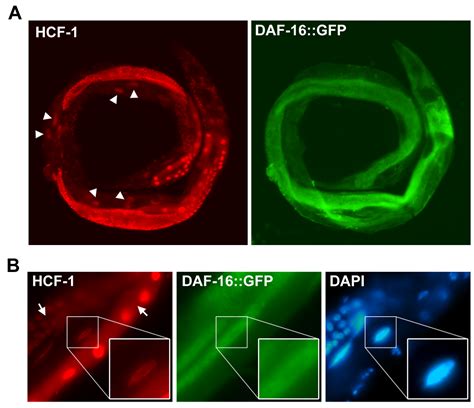 Caenorhabditis Elegans HCF 1 Functions In Longevity Maintenance As A