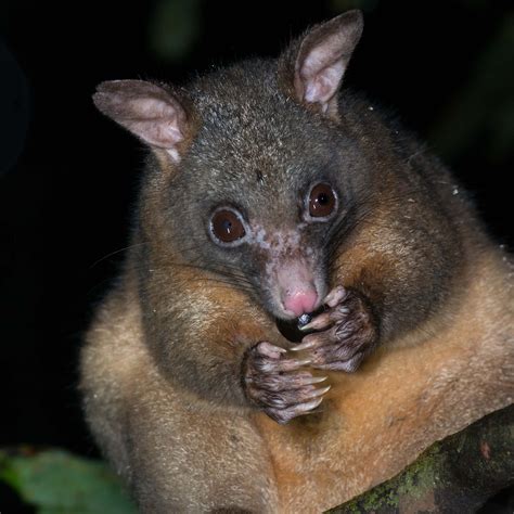 Natural History: Possums and Gliders
