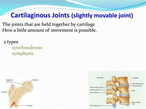 Ppt Arthrology And Joints Of Bones Of Trunk Powerpoint Presentation