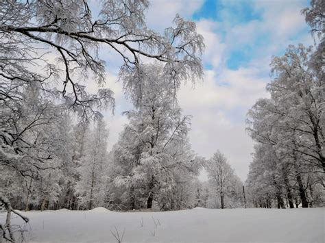 This is what it’s like to walk through the winter forest trails in Koli ...