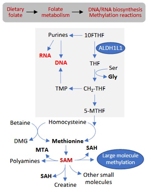 Metabolites Free Full Text Sex Specific Metabolic Effects Of Dietary Folate Withdrawal In