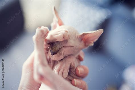 Sphynx Kitten Sleep In Gray Blanket Naked Hairless Antiallergic Domestic Cat Breed With Big