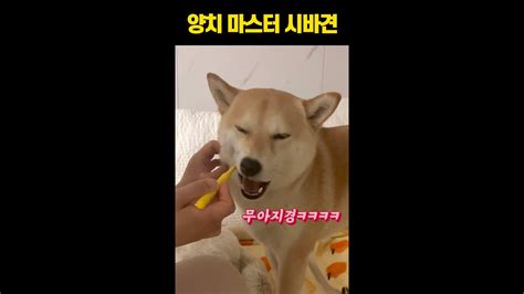 양치질 마스터 시바견 YouTube