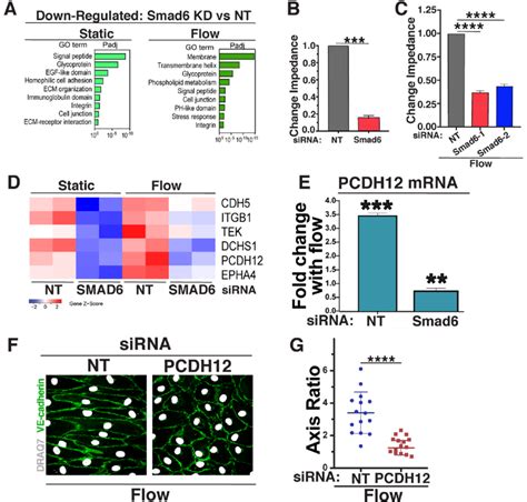 SMAD6 Regulates Endothelial Cell Barrier Function And Cellcell Junction