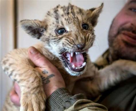 King of the zoo: liger cub Tsar is Russian hit