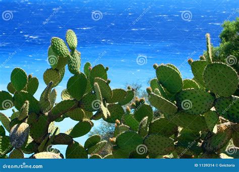 Cactus And Sea Stock Photo Image Of Cactus Ocean Plant 1139314