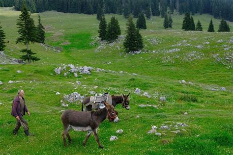 Piatra Craiului National Park Private Full Day Hiking Tour Brasov