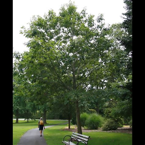 Quercus Rubra Northern Red Oak Scioto Gardens Nursery