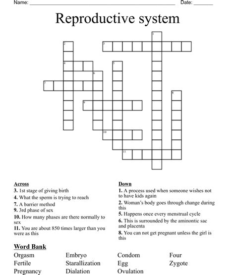 Reproductive System Crossword WordMint