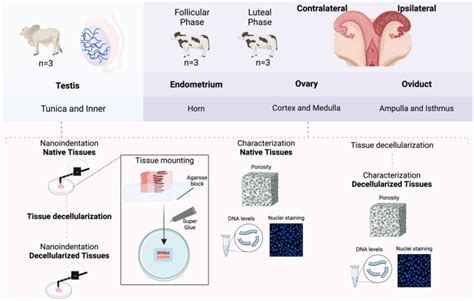 Mechanical Properties Of Native And Decellularized Reproductive Tissues