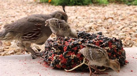 Raising Quail Backyard | Homideal