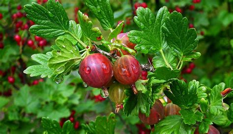 Gooseberries And Currants