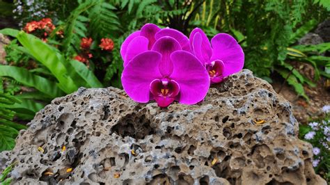 Top 10 Fun Facts About Orchids You Need To Know Gardening Express