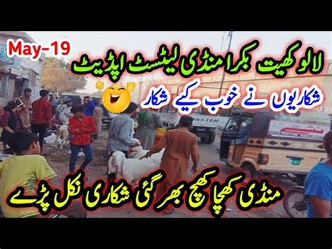 Lalukhate Bakra Mandi Latest Update 19 May 2024 Bakra Mandi Goat Farm