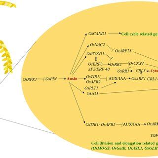 Genetic Network Controlling The Adventitious Root Formation In Rice