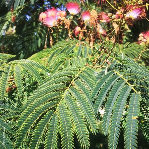 Arbre à Soie ou Albizia Julibrissin Déco du Jardin à Reims