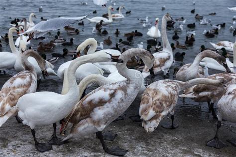 Beautiful Swans And Wild Ducks Surrounded By A Flock Of Seagulls Swim