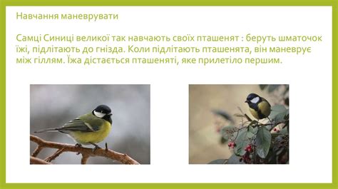 Як вчаться пташенята - презентация онлайн