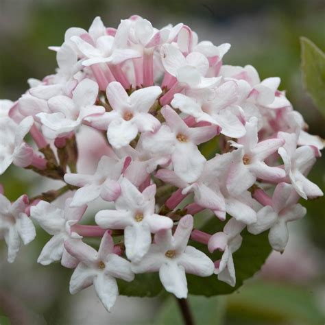 Viburnum Carlesii Spice Girl® White Flower Farm