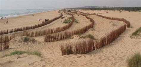 El Bosque Protector Las Dunas Guardamar Del Segura Ecosistemaglobal