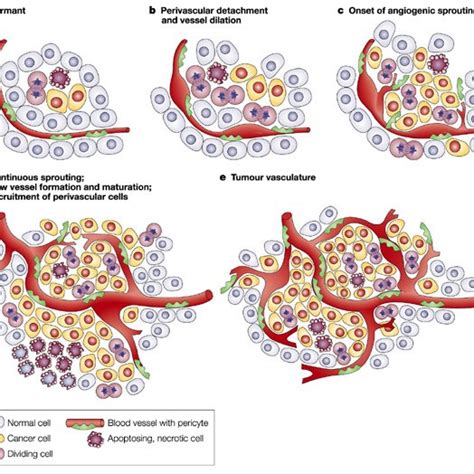 Ae Angiogenic Switch From Dormant Cells To Tumor Vasculature