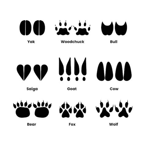 Page 2 Fox Footprints Images Free Vectors Stock Photos And Psd