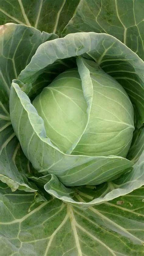 Pin By Mark Leen On Agriculture Vegetable Pictures Planting