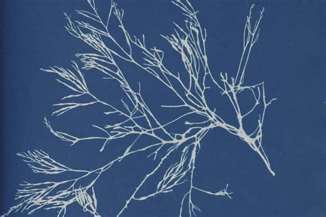 Photographs Of British Algae Mesmerizing Cyanotypes By Botanical